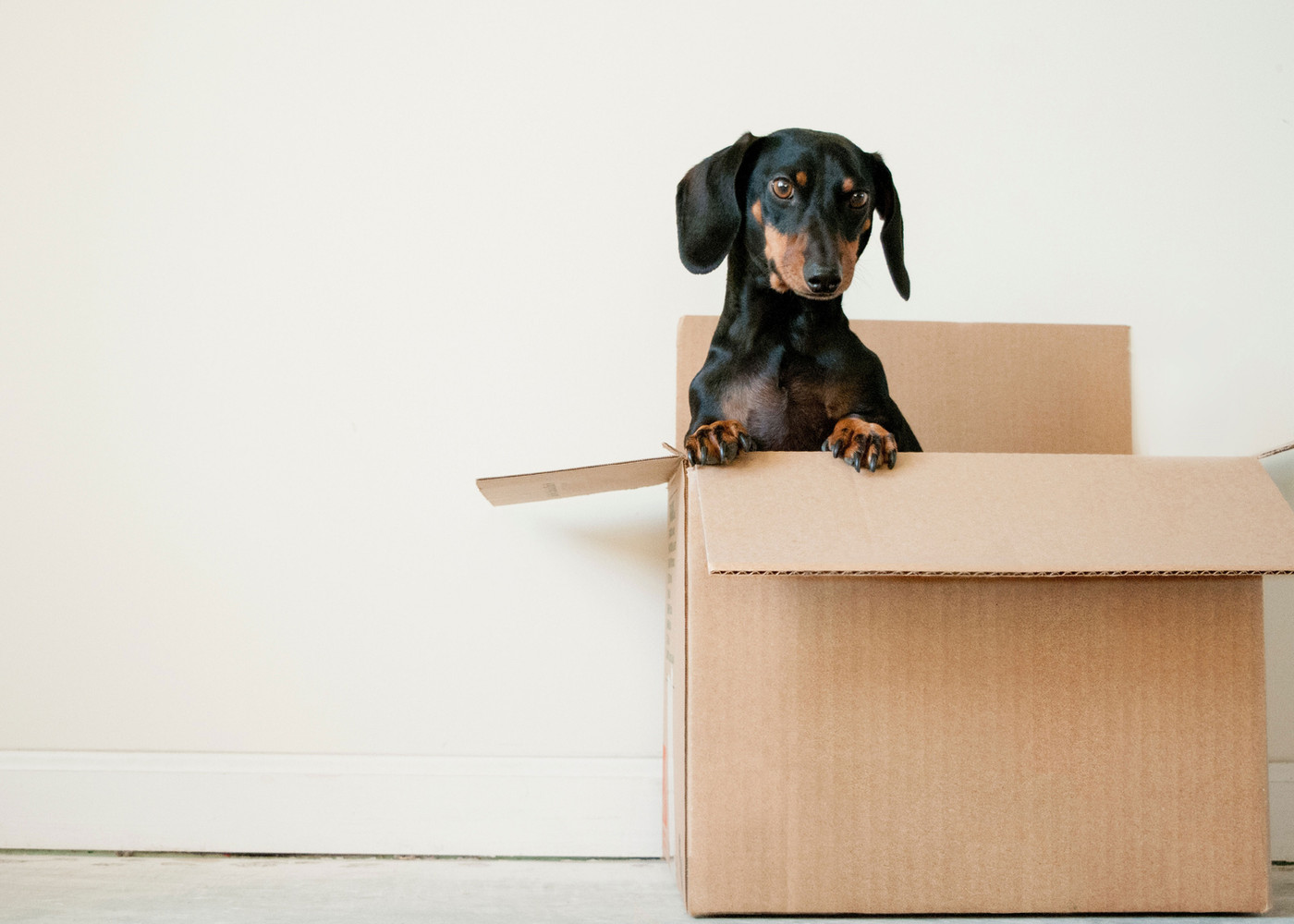 Verzorgde hond, klaar om naar huis te gaan