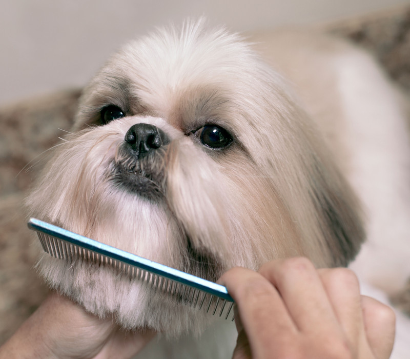 De vacht van een hond wordt gekamd