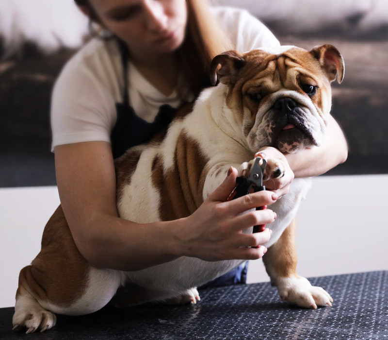 Nagels van een hond worden geknipt
