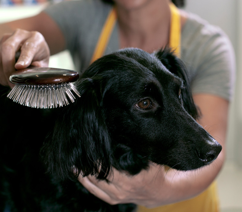 Hond wordt geknipt en geschoren