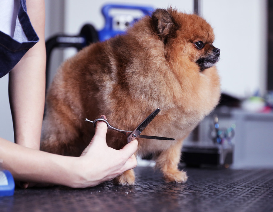 Volledige trimbeurt van een hond