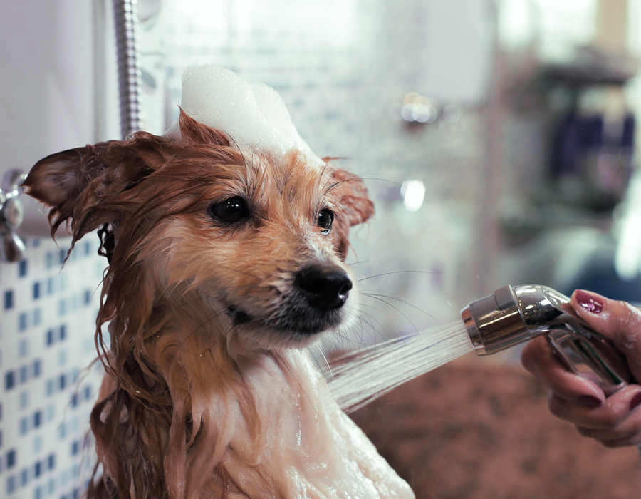 Hond wordt gewassen