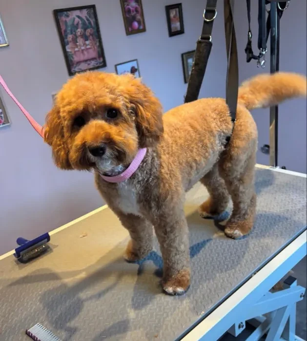 Cavapoo met frisse coupe en roze halsband op de trimtafel