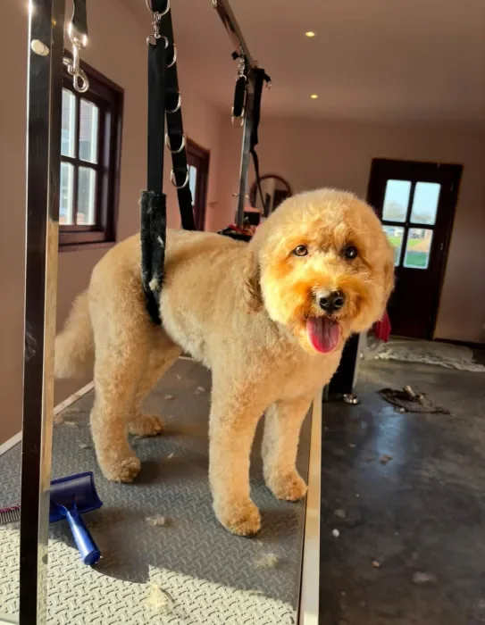 Vers getrimde goldendoodle op de trimtafel in de zon
