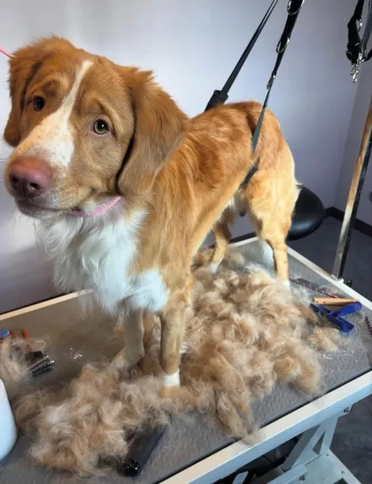 Toller retriever wordt ontwold, losse ondervacht op de tafel